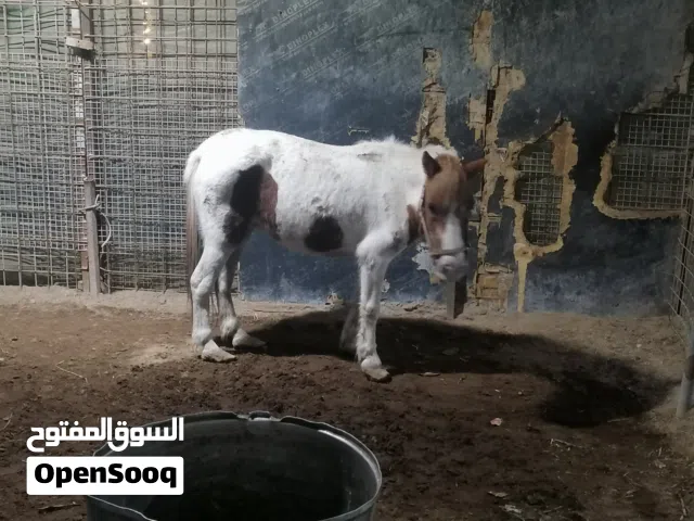 حصان أنثى بوني