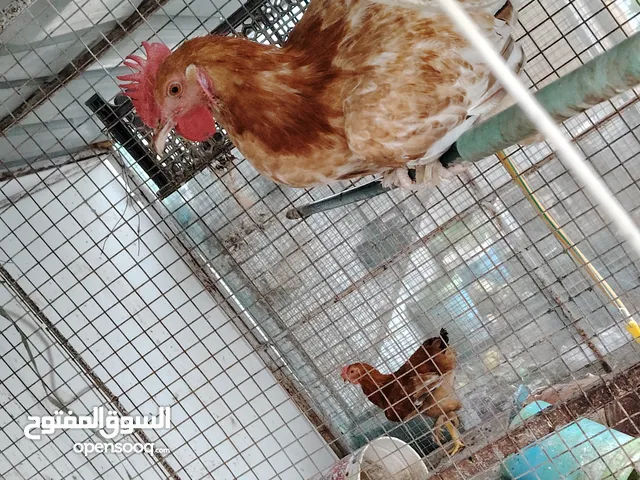 ديك للبيع من الحجم الكبير واحد براهام