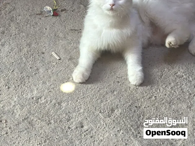 قطعه شرازي مع اطفالهه 4للبيع