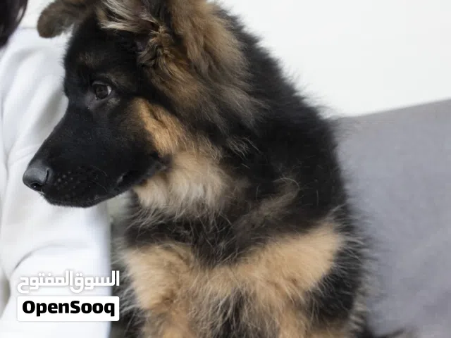 جـــــــــرو جــــــــيرمن شيبرد مميز لعشّاق القوة والوفاء  جرو يتمتع ببنية قوية وذكاء عالٍ