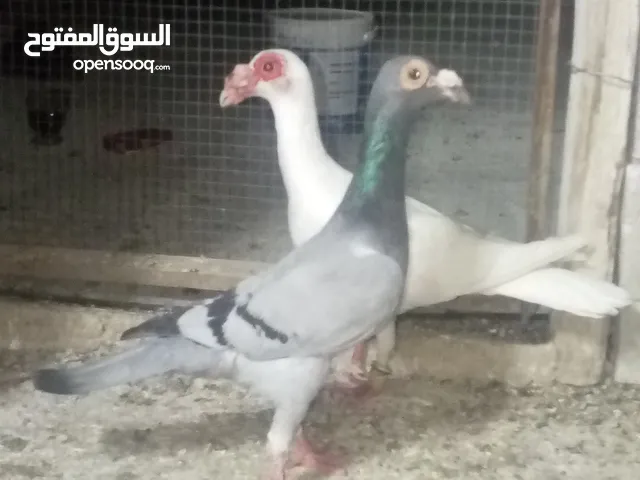 موجود جواز زق مكفؤله شغاله بقصد التخفيف والبيع قطع بجاوا