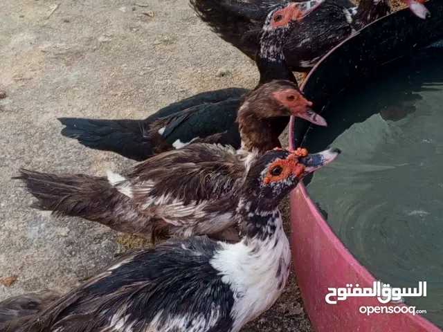 متوفر بشوش مصري للبيع