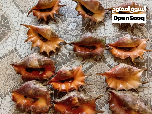 صدف للبيع لزينه .......