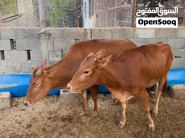 للبيع بقرتين عمانيات عشار مضمون فحص سونار