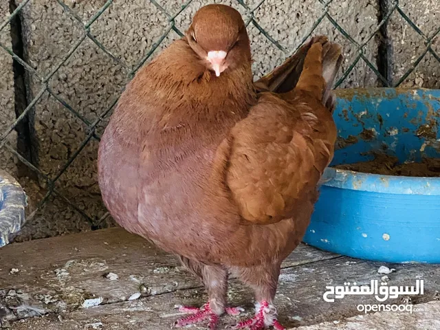 حمام للبيع