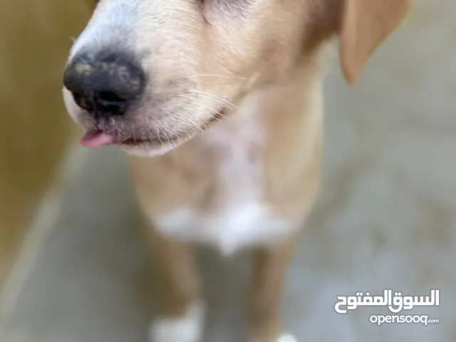 كلاب اناث للتبني بدون مبلغ مادي