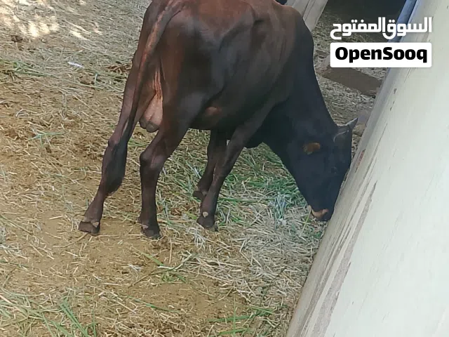 ثور جيرسي أصل