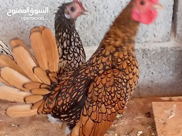 دجاجه وفروج سبرايت انيق