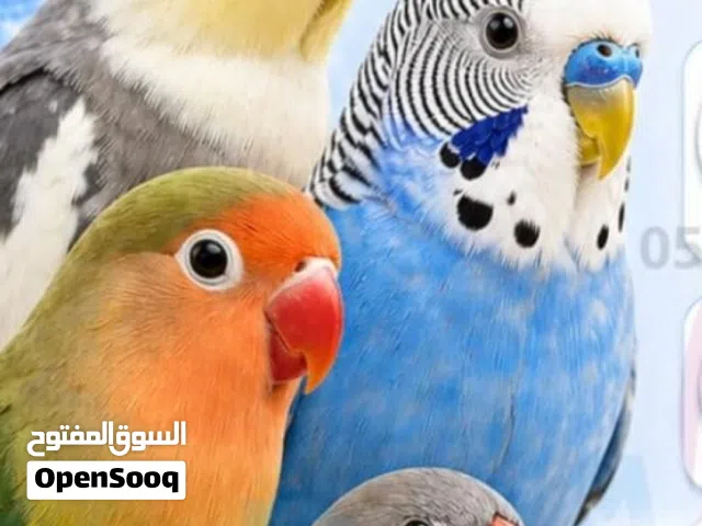 ت: غير معروف  الفحص: لايوجد  نيبالي للبيغ