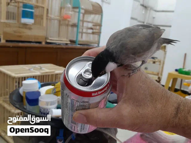 بلابل للبيع