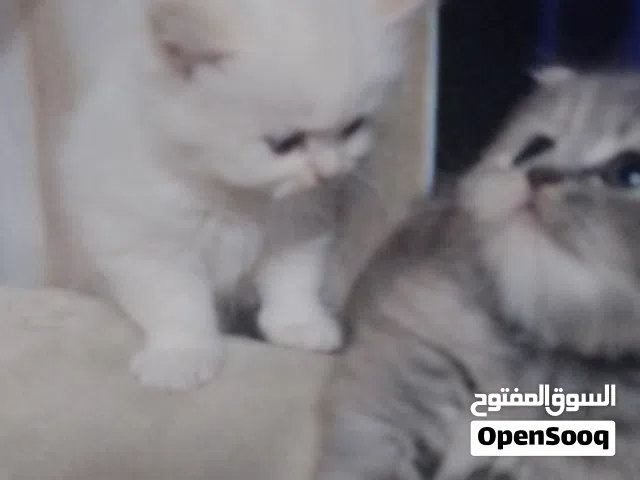 قطط شيرازي بيور للبيع