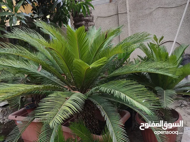 نباتات السايكس