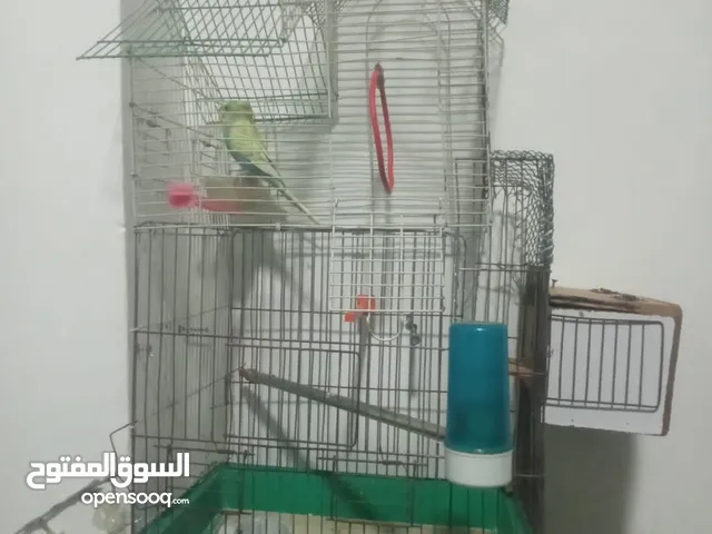 جوز حب بادجي للبيع
