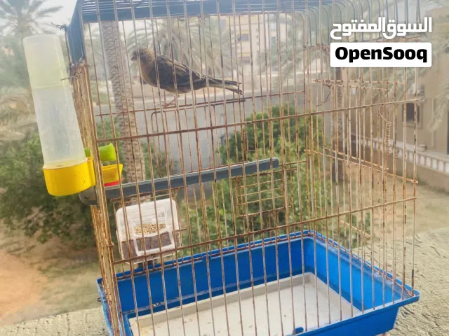سلام عليكم ورحمه الله وبارك   وبركاته في عصافير ذكر و أنتاي للبيع ذكر ربي يبارك  ايصفر 7 تصفيرات