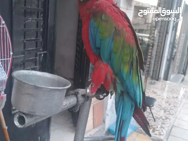 مكاو احمر من الحبات السوبر جانبو غير اليف بطلع على الايد من خارج القفص