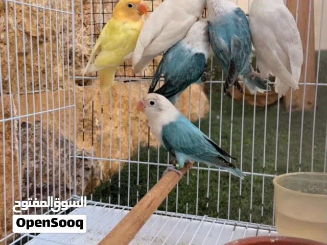 ذكور فيشر للبيع