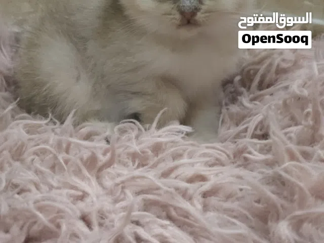 قطط برتش وسكوتش وهملايا