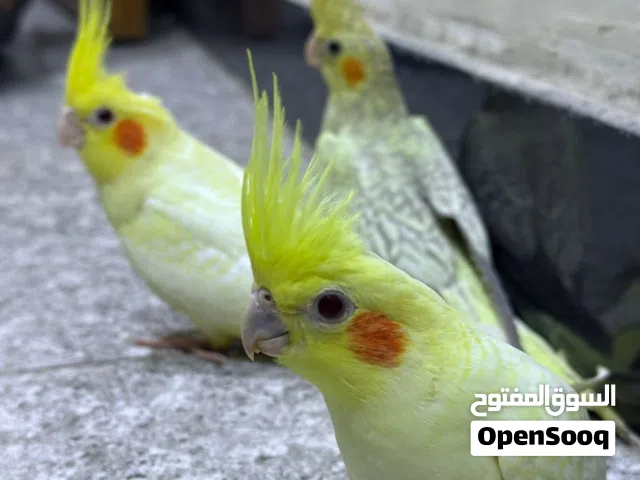 طيور كوكتيل