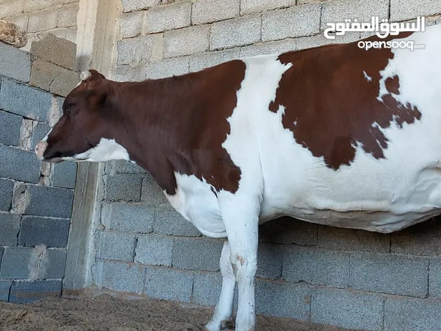 بقرة عشرة الله ابارك