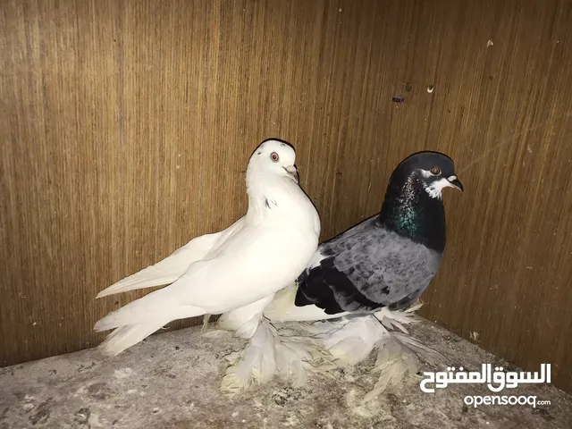 كوبيا دكر مبروص وانتاية نيسية قلابات كوبية هزاز