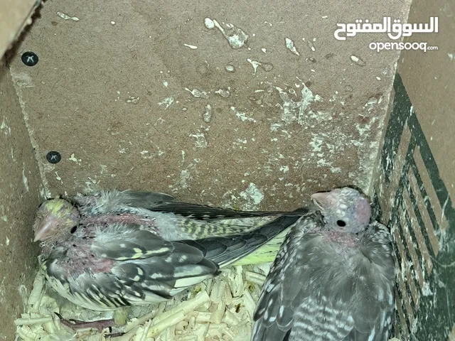 افراخ كوكتيل