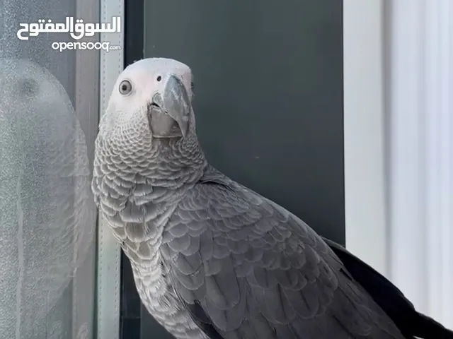 Very Tame African Grey Parrot – 7 Months Old