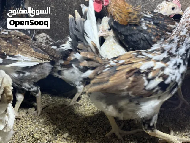 متوفر دجاج الماكنتوش