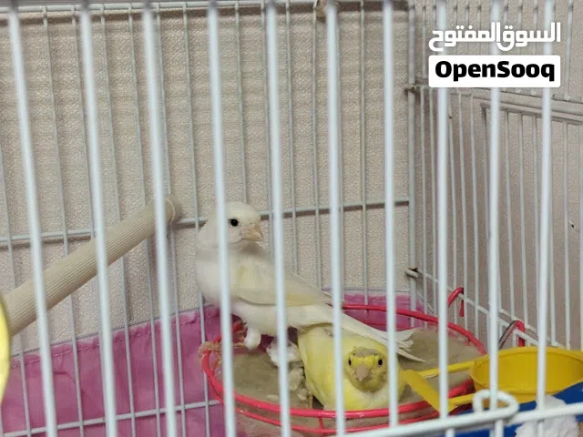 زوج كناري ابيض واصفر للبيع White and yellow canary pair for sale