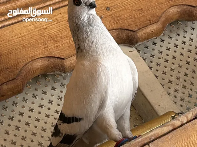 أربع حبات افحول للبيع مستوى جميل