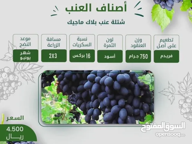 تتوفر شتلات عنب مطعمه عدة اصناف