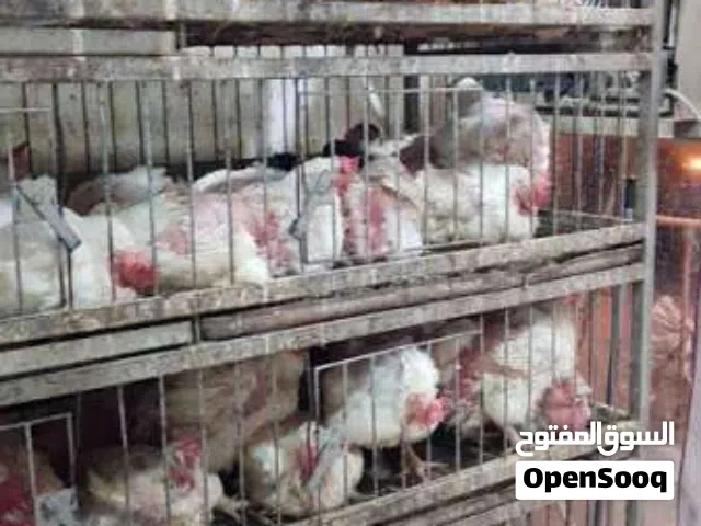 مطلوب محل دجاج