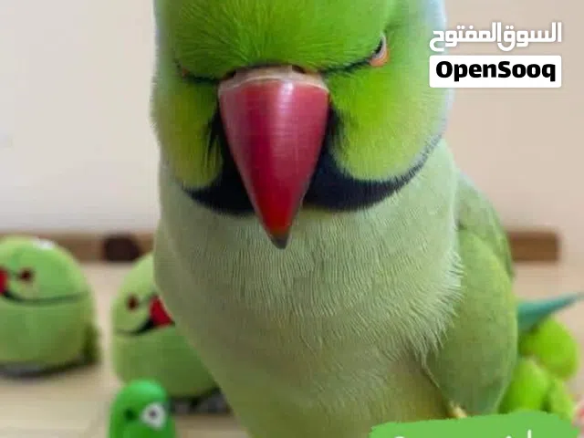 دره هندى تأكيل يدوى