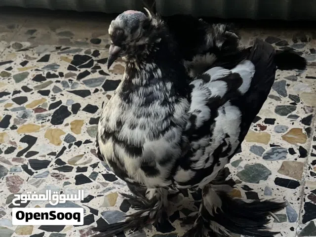 يطر هندي للبيع
