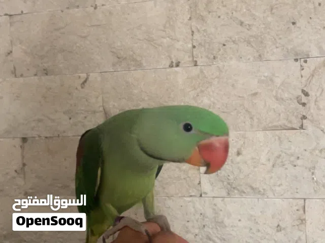 بغبغاء ذكر نيبالي اليف جدا  الوصف مهم