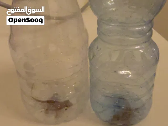 سحلية جدار