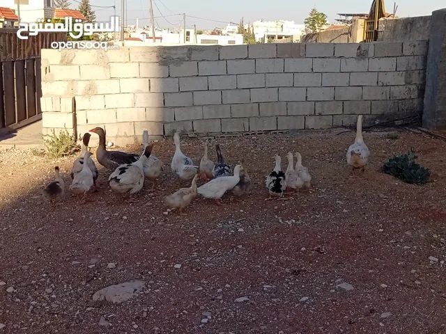 وز وبط للبيع او للبدل على صخله أو عبور مع دفع الفرق