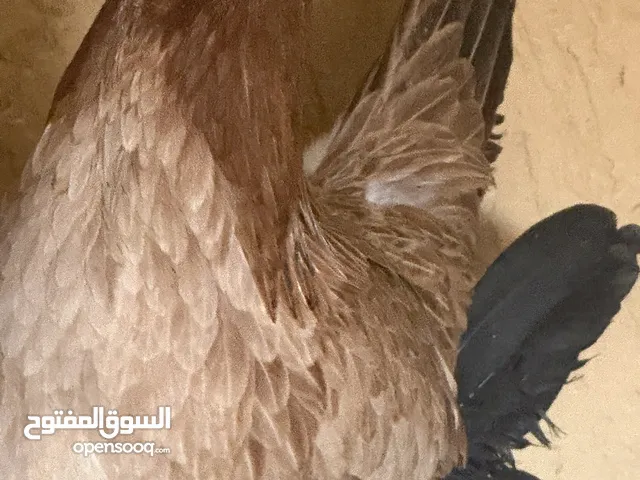 دجاج حباحب كويتي قزم