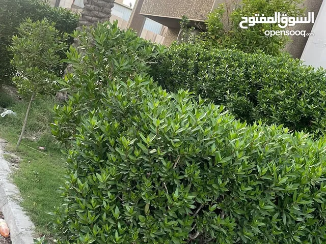 400 m2 4 Bedrooms Townhouse for Sale in Baghdad Zayona