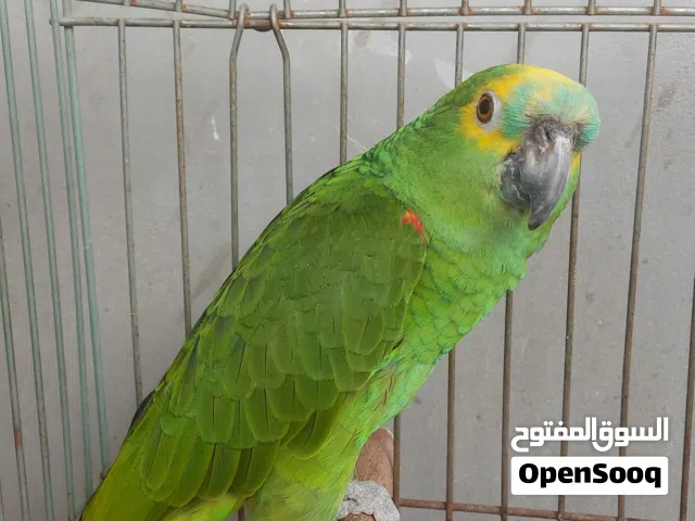 انثى ببغاء امازونى  بلو فرنتد