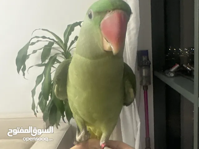 Parot 8 month