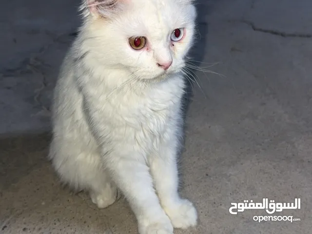 قط شيرازي فول لعب فول شعر كلش مرتب مال بيت نضيف وستخدمله علاج تساقط قط ذكر كلش مرتب