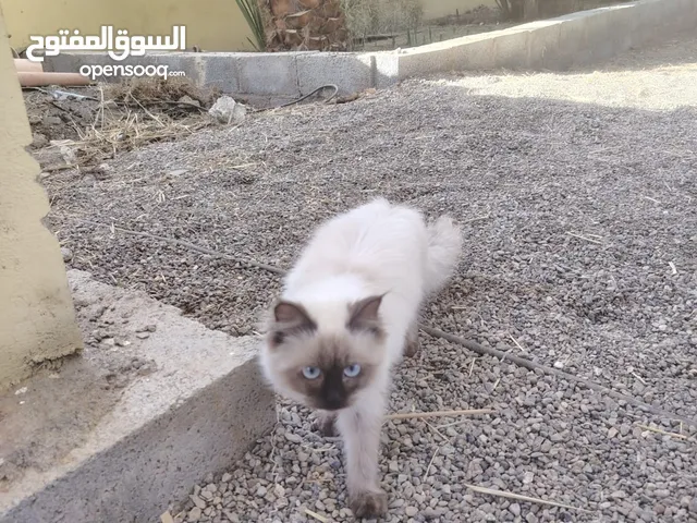 قطة شيرازية للبيع