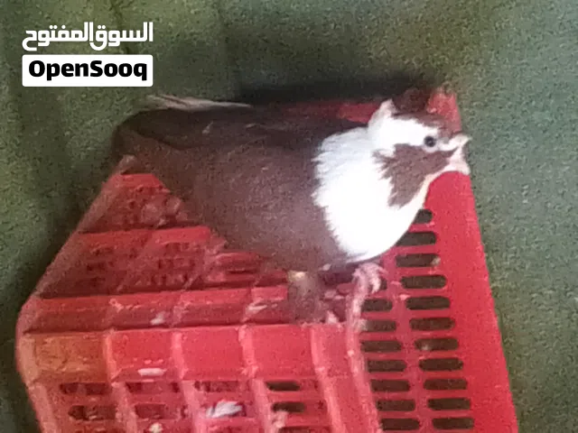 دكر حلبي درجه اولي للبيع او افاري