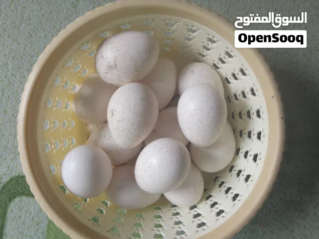 بيض فسيفس للبيع ملقح
