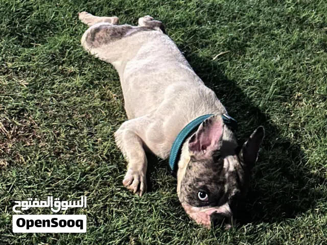ابحث عن ذكر فرانش بولدوج لتلقيح Looking for a male French Bulldog for breeding