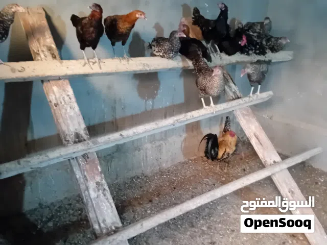 جاج بلدي بياض نخب