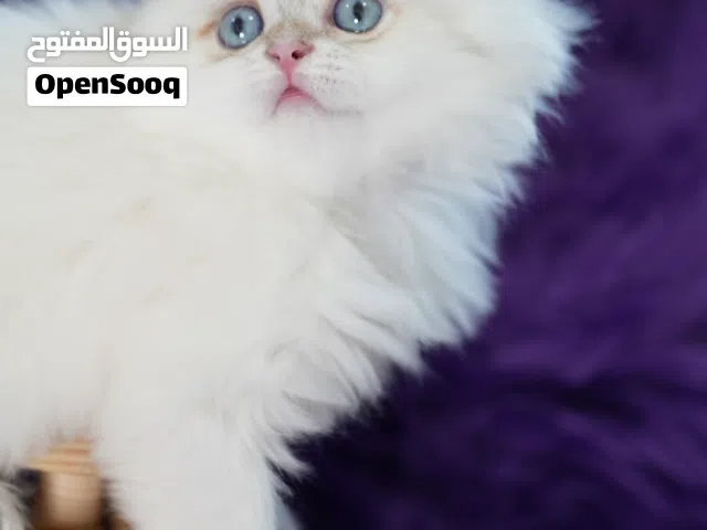مع توصيل اسكوتيش و بريتش Scottish and British with delivery
