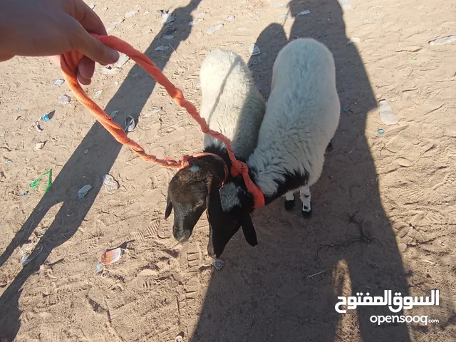 حوليتين موس