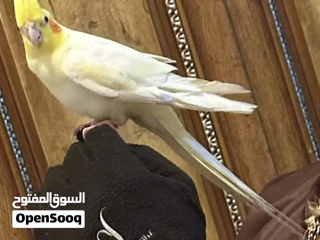 Male parrot + female parrot + paws + cage + food bag ببغاء ذكر + ببغاء انثى + كفوف + قفص + كيس طعام