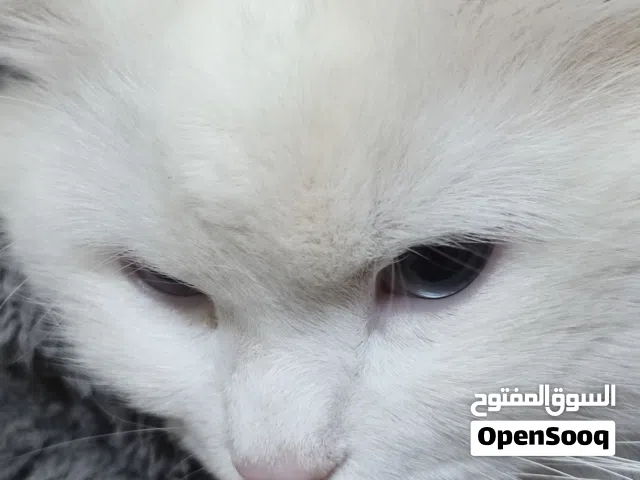 هر ابيض ملقح ونضيف مع القفص و البوكس